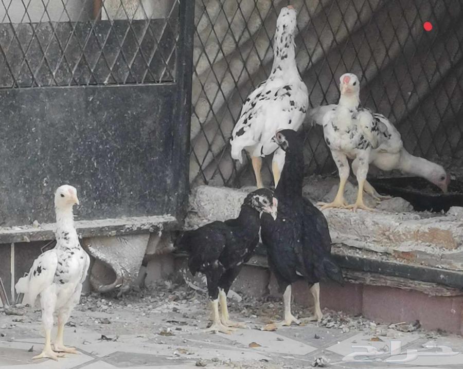 مجموعة دجاج كوشامو ( مكة )63398374391298111