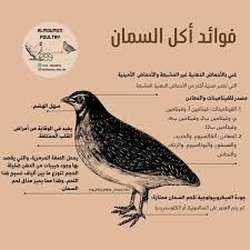 سمان و صوص سمان للبيع63081049329794113