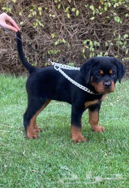 For sale, high-level female Rottweiler633790447726101129