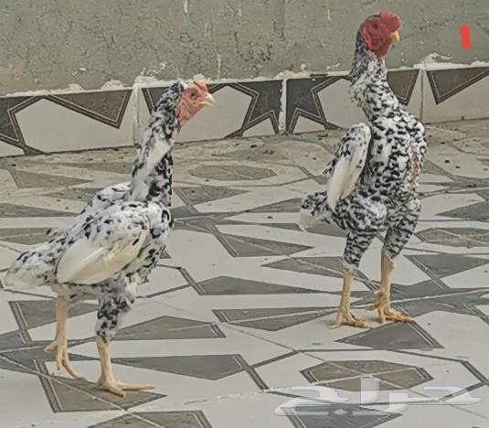 مجموعة دجاج كوشامو ( مكة )63398374391298114