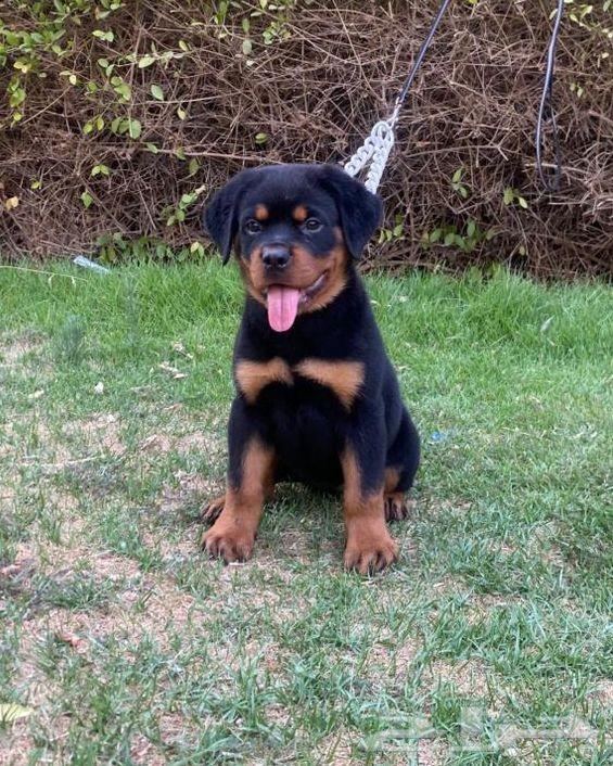For sale, high-level female Rottweiler63379044772610111