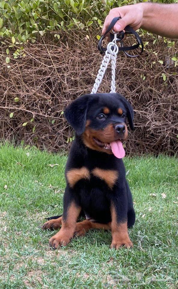 For sale, high-level female Rottweiler63379044772610114