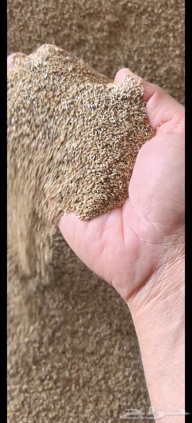 Bluebank seeds produced by Al-Badai' farms63401020462979111