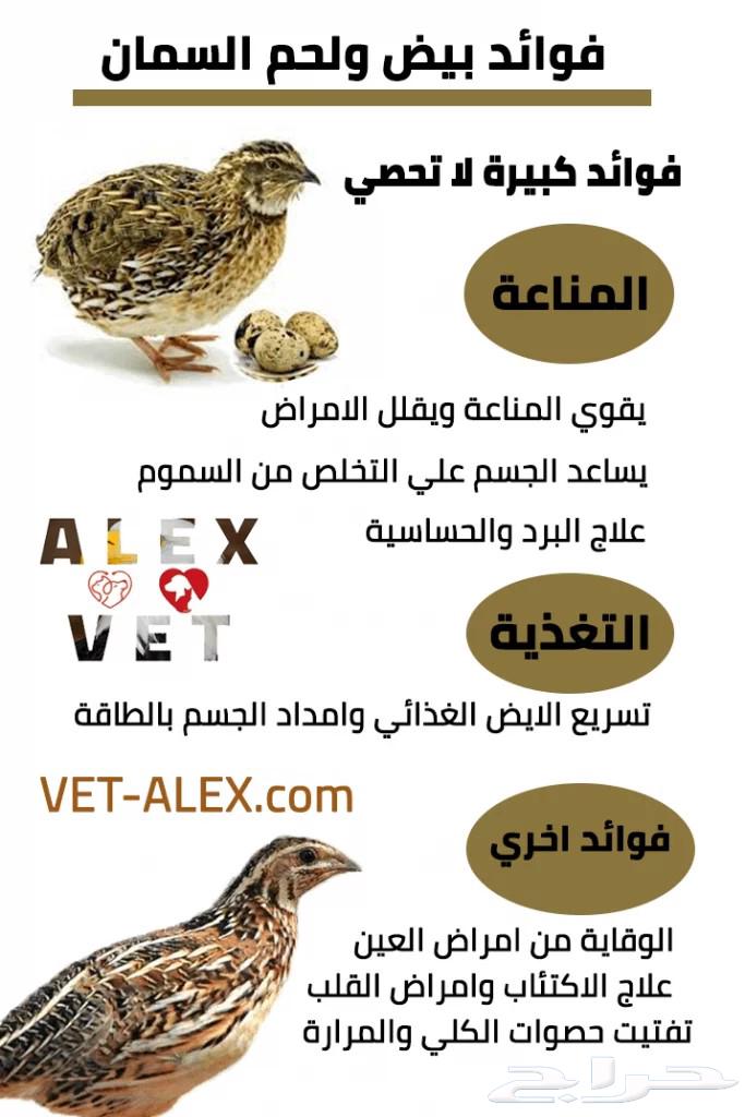 سمان و صوص سمان للبيع63081049329794114
