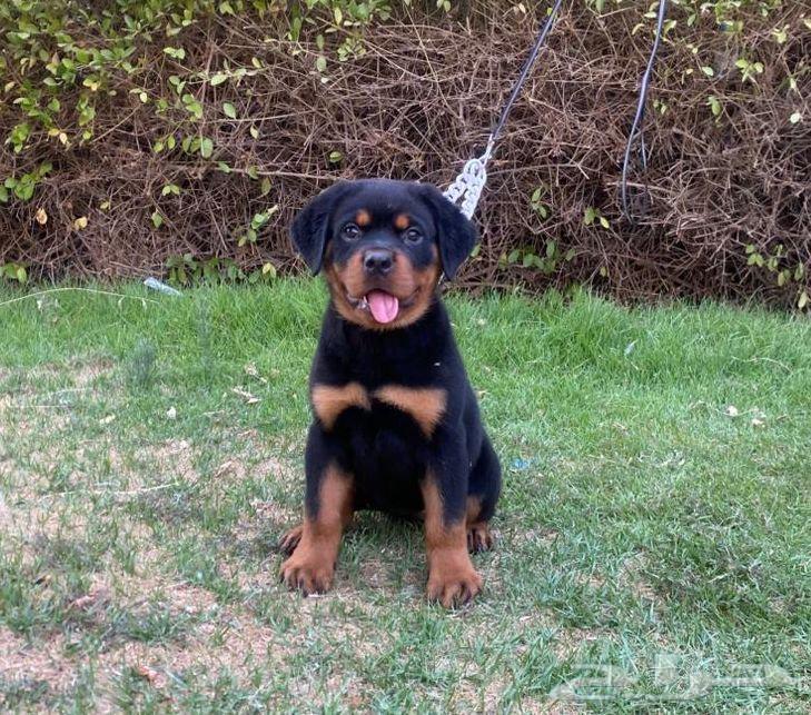 For sale, high-level female Rottweiler63379044772610112