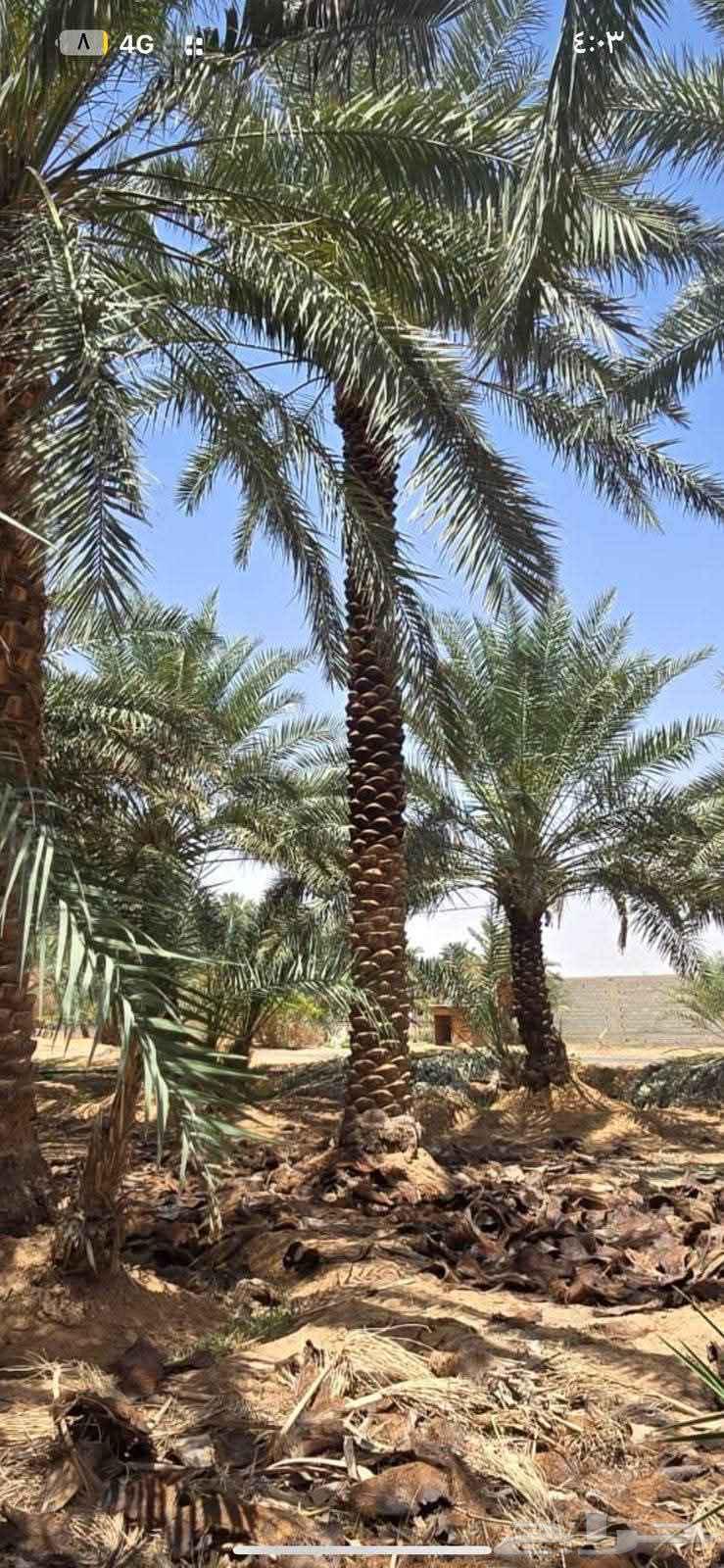 There are palm trees from 6 to 7 meters, available for 1,100 riyals removed, and 550 after cutting.63402132027393111