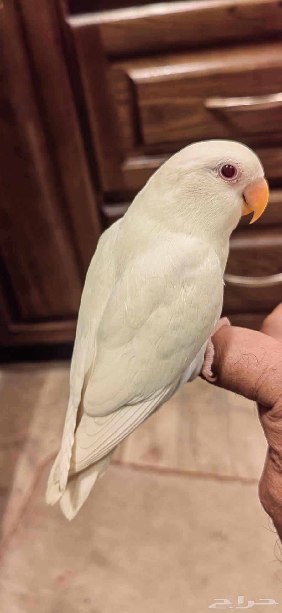 روز البينو أليف ومفطوم63398375172481111
