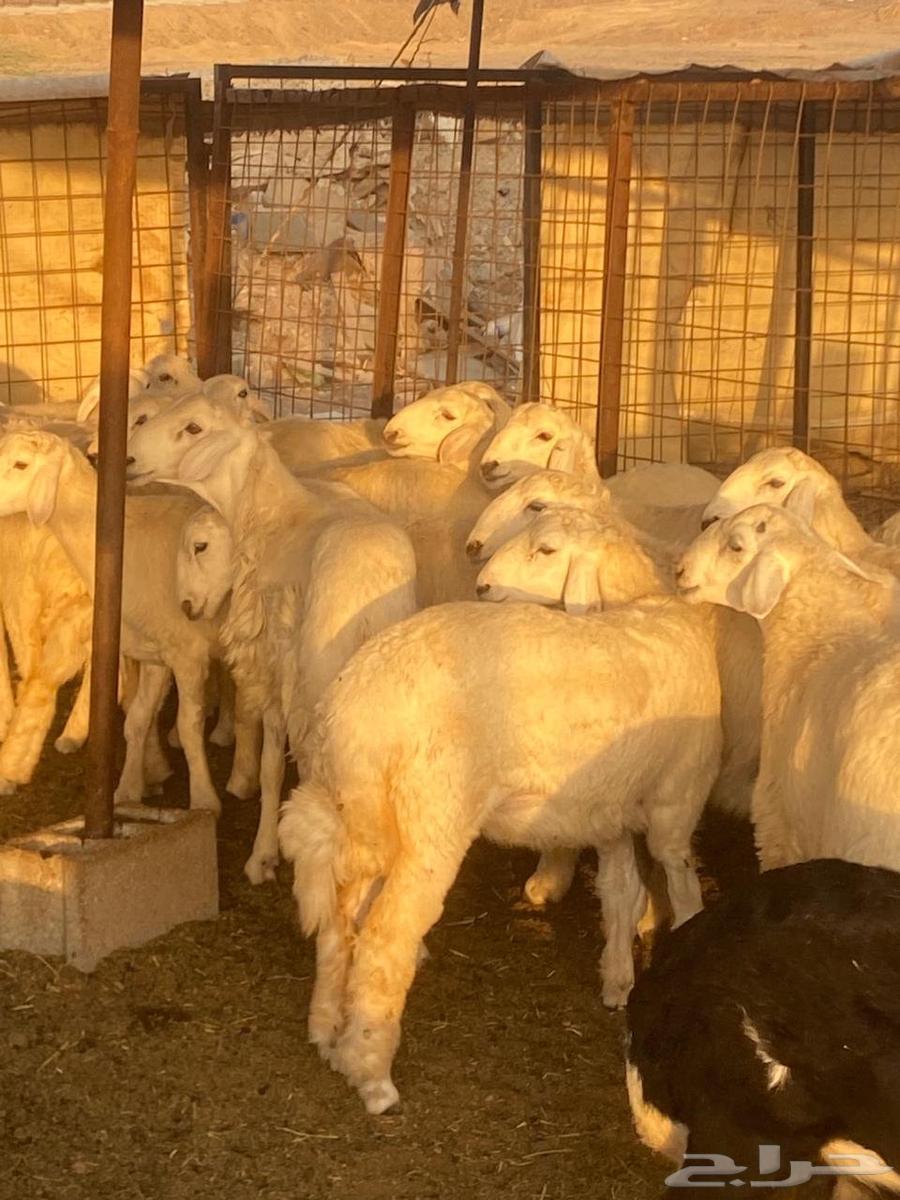 طليان ورخال طيبة مناسبات وثلاجات63398360282627111