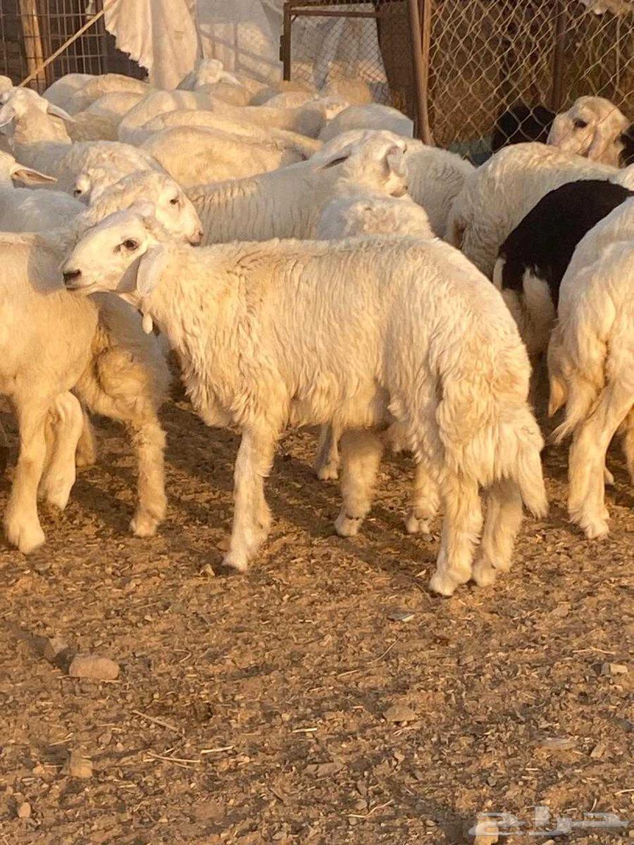 طليان ورخال طيبة مناسبات وثلاجات63398360282627114