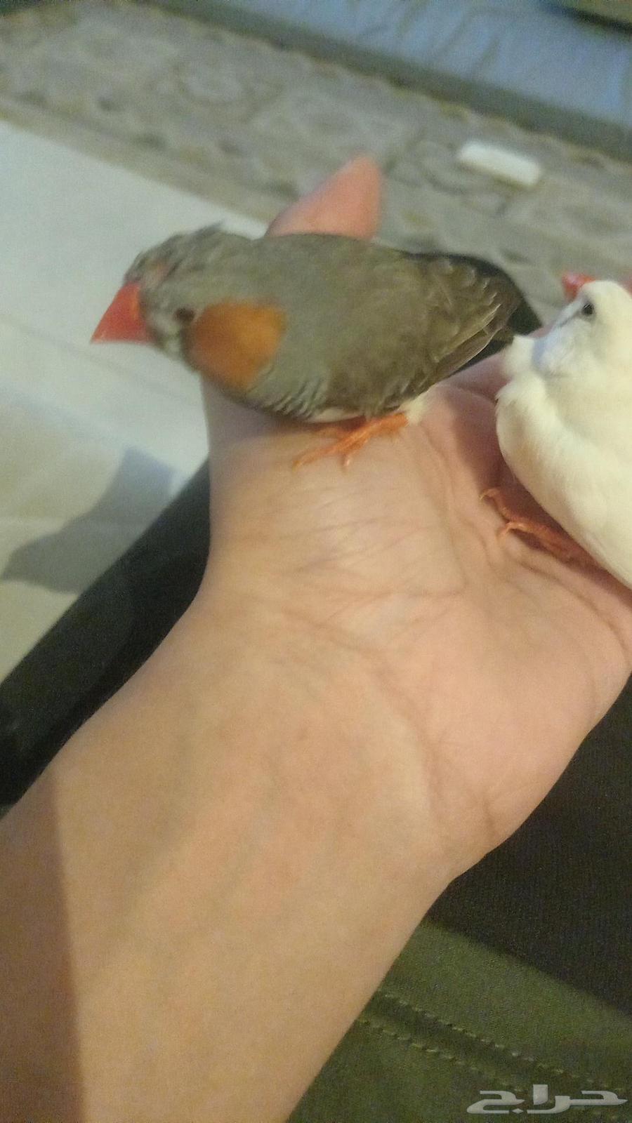Birds63373012840323111