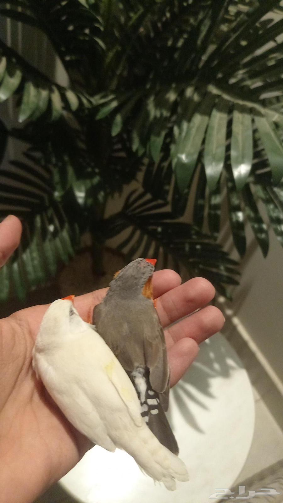 Birds63373012840323112
