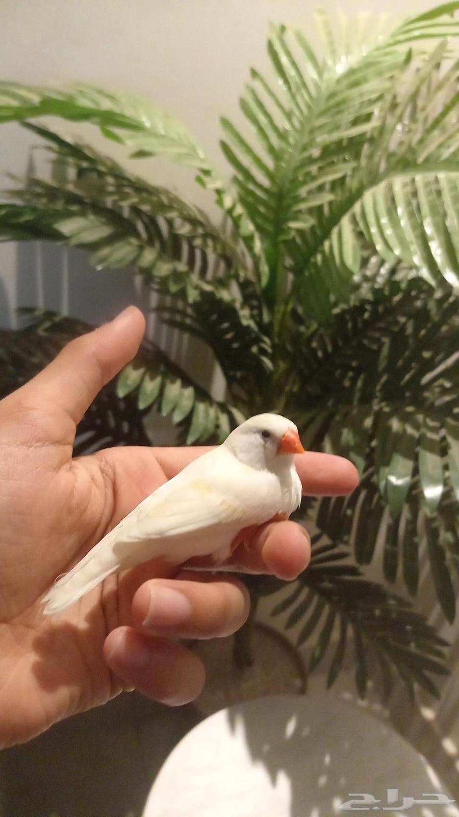 Birds63373012840323114