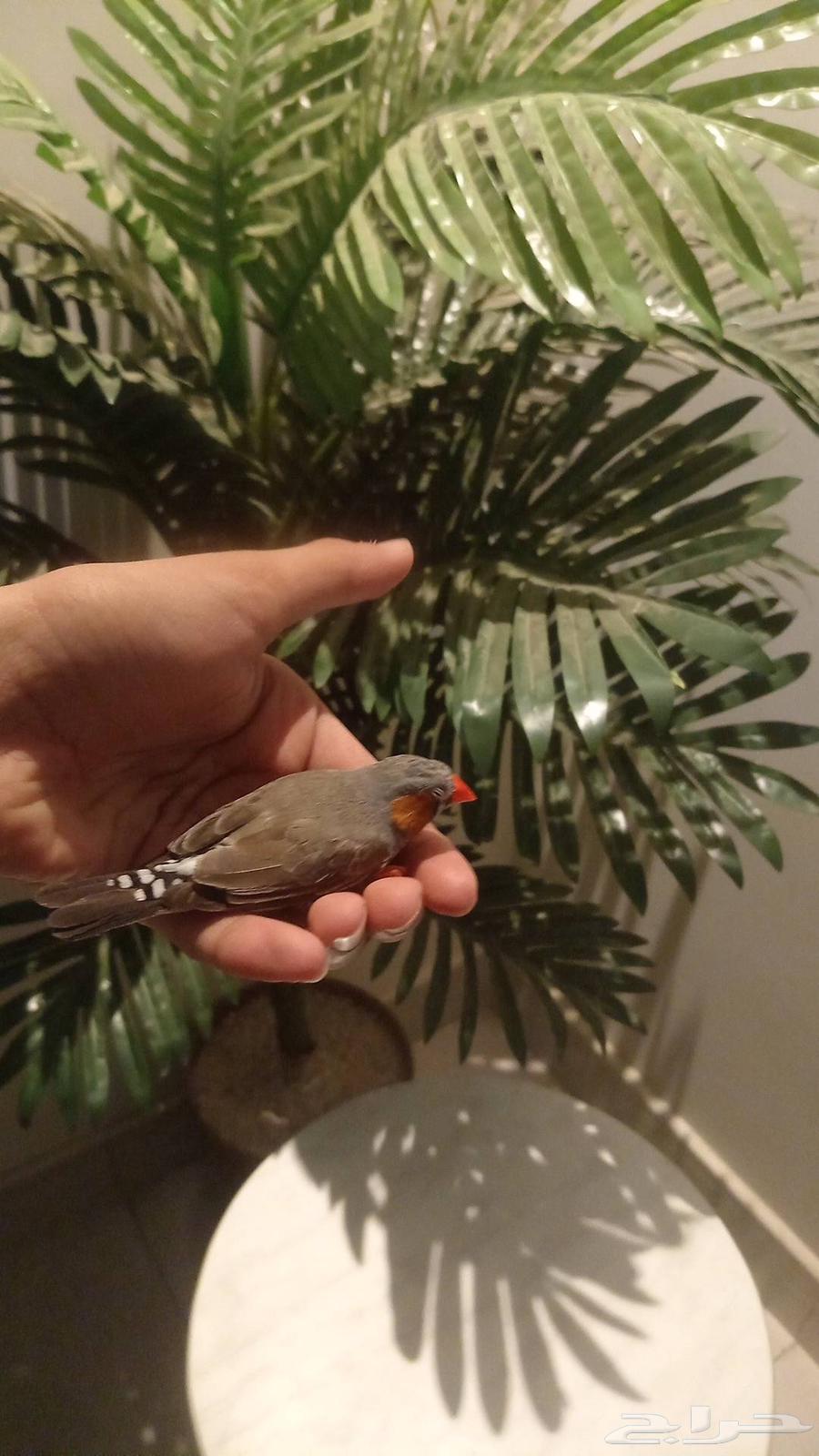 Birds63373012840323113
