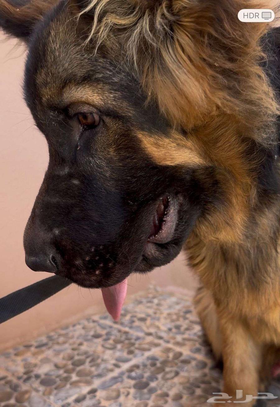German Shepherd Chinese specifications top quality immediate delivery63374346071555113