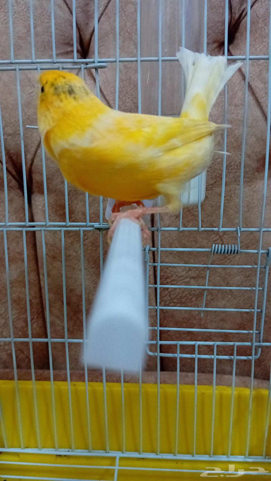 A Syrian canary mentioned singing fire and ready for production63374054847362113