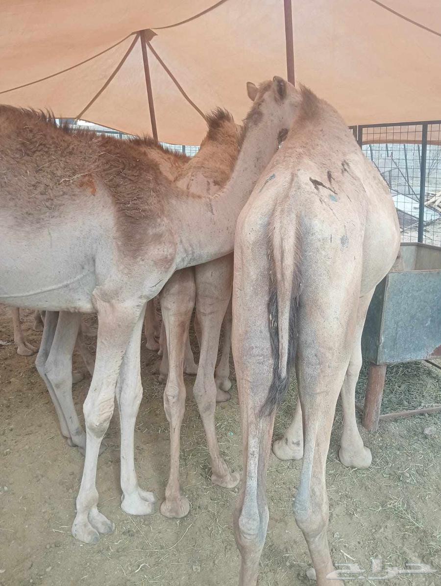 فروعنا بالمملكه مستورد قعدان نعيم سواكن بربري تيوس63613452711682114