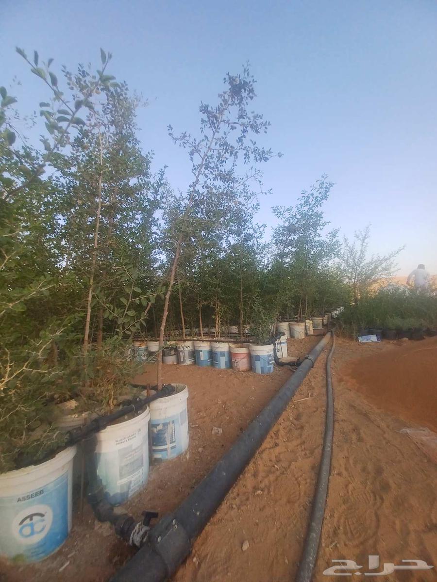 Sidr trees for sale63373695562625112