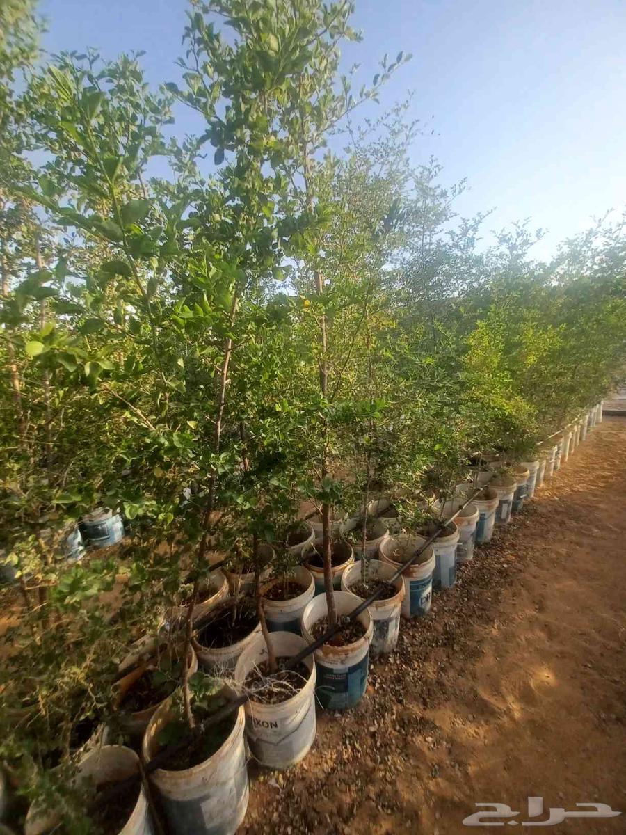 Sidr trees for sale63373695562625111