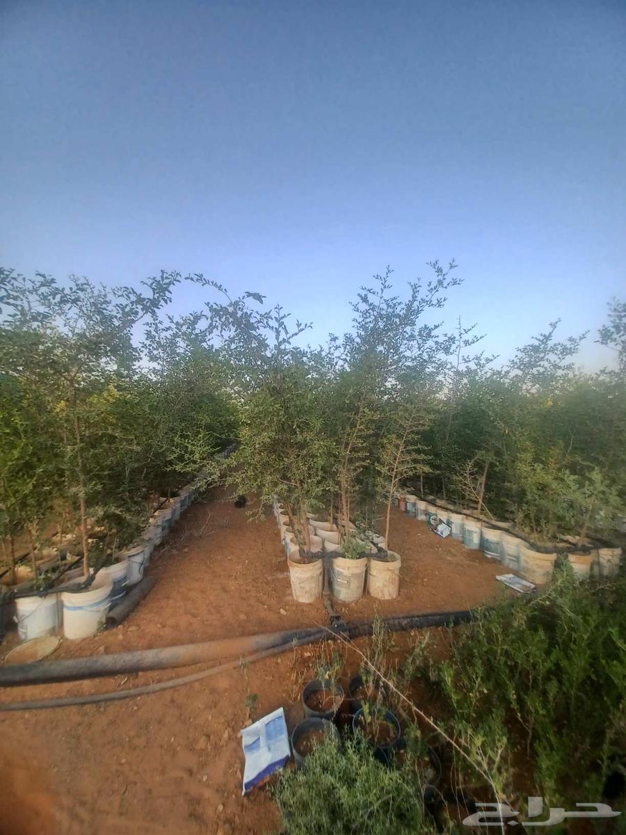 Sidr trees for sale63373695562625113
