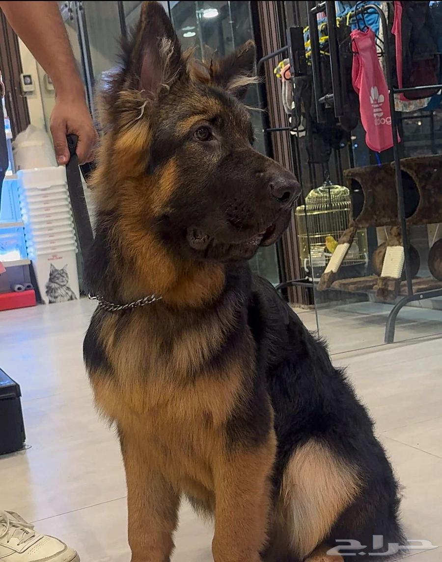 German Shepherd Chinese specifications top quality immediate delivery63374346071555112