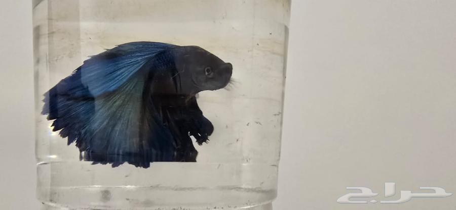 Beta Fighter Fish63613453462402112