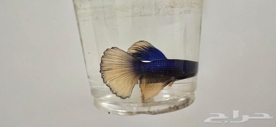 Beta Fighter Fish63613453462402114