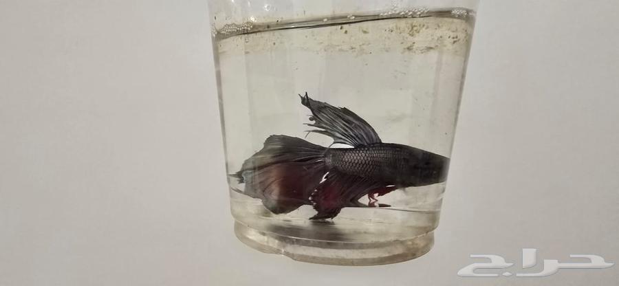 Beta Fighter Fish63613453462402113