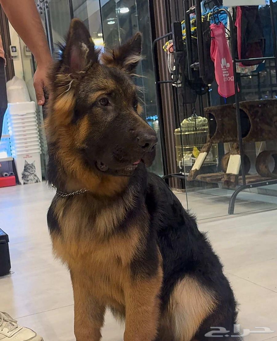 German Shepherd Chinese specifications top quality immediate delivery63374346071555111