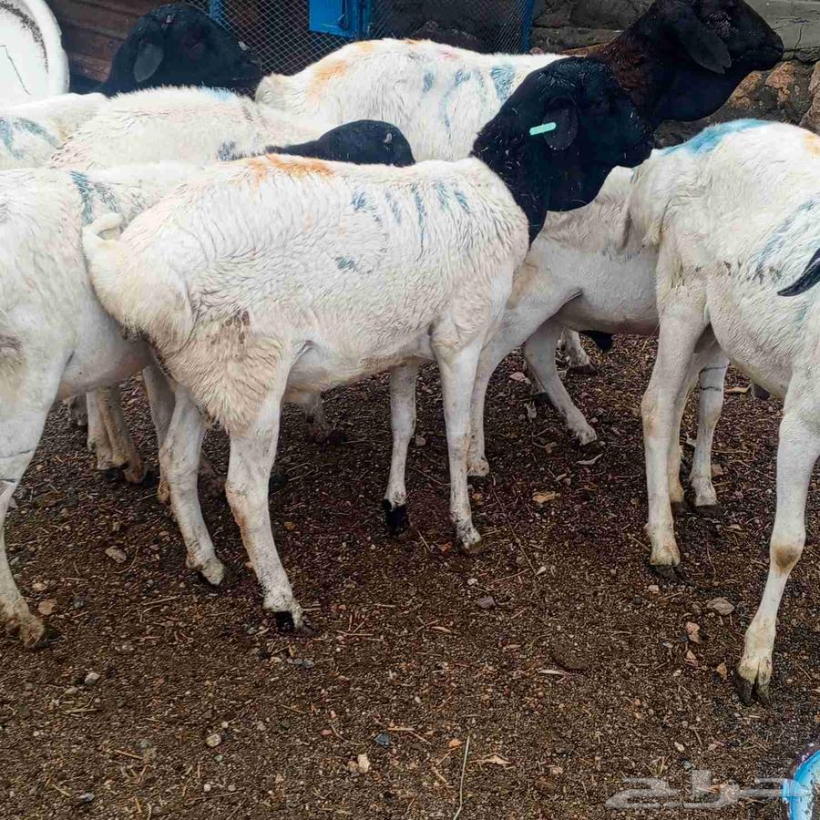 Pigs and goats raised equally63372986354561113
