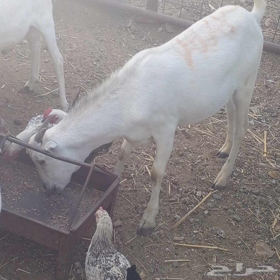 Pigs and goats raised equally63372986354561112