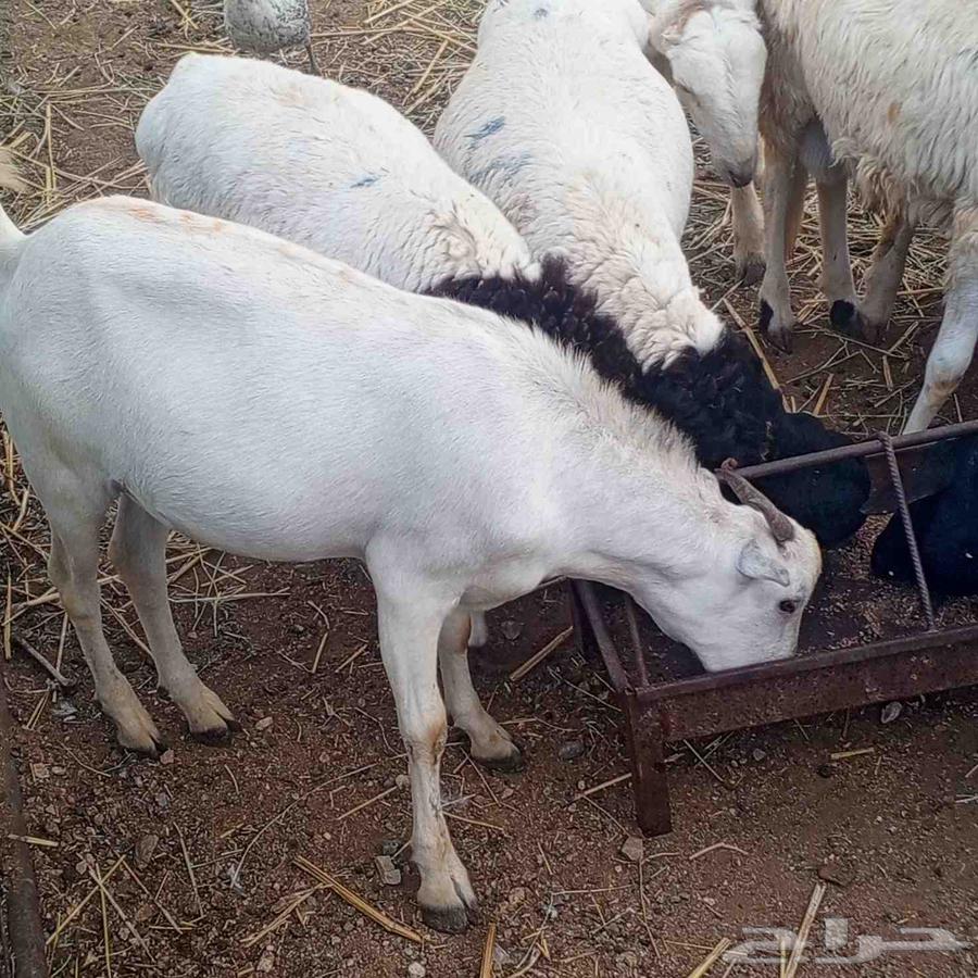 Pigs and goats raised equally63372986354561111