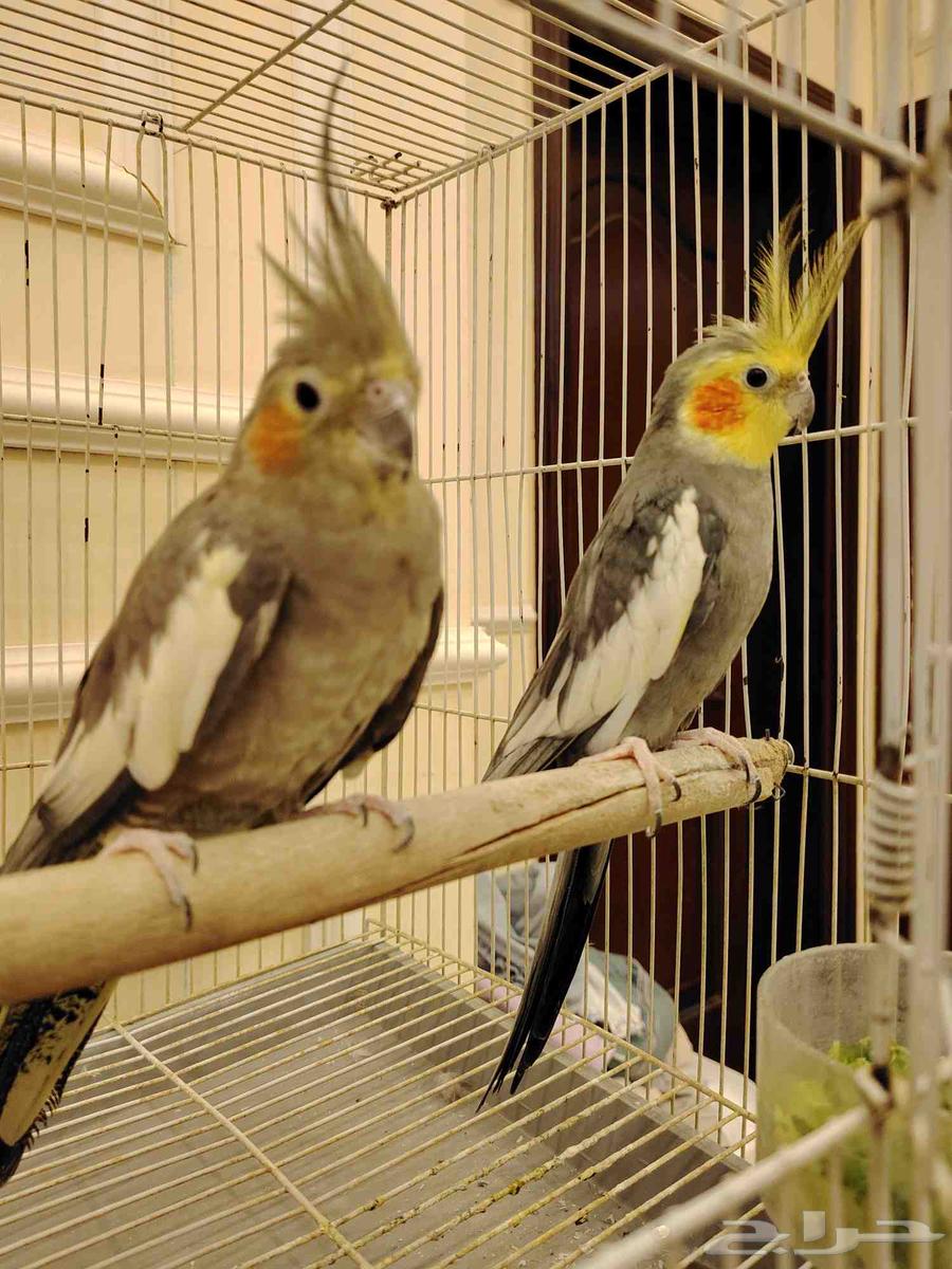 Crown couple63373422449155111