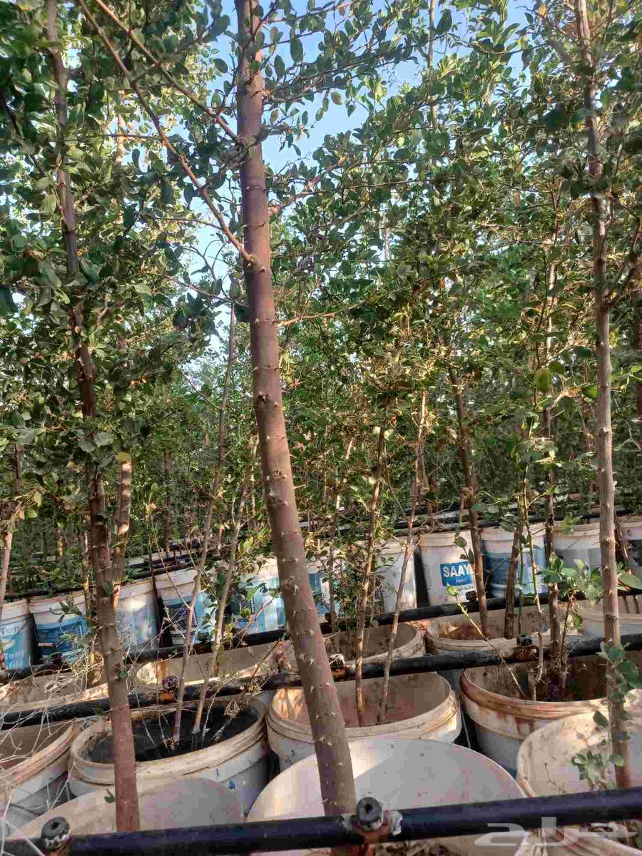 Sidr trees for sale63373695562625114