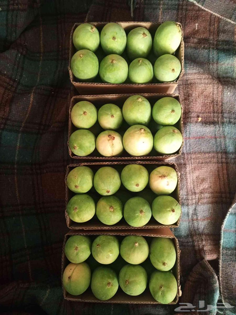 Mango Taif Sakkari first grade, subject to reservation without charge63416070057858113