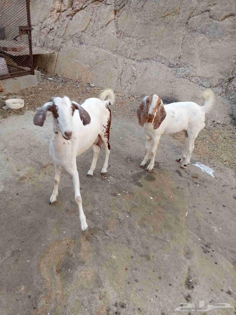 جفره وجذع للبيع حول محافظة المجاردة63374393786881110