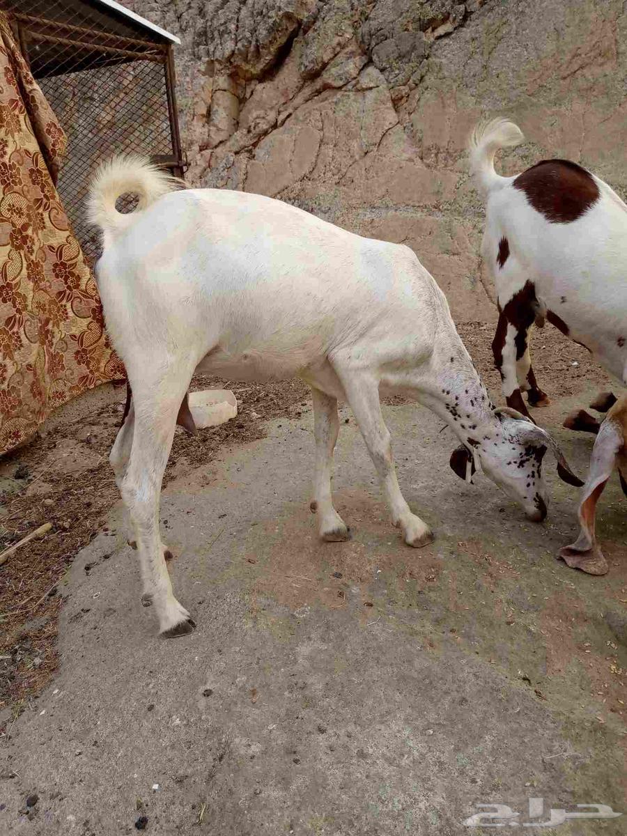 جفره وجذع للبيع حول محافظة المجاردة63374393786881112