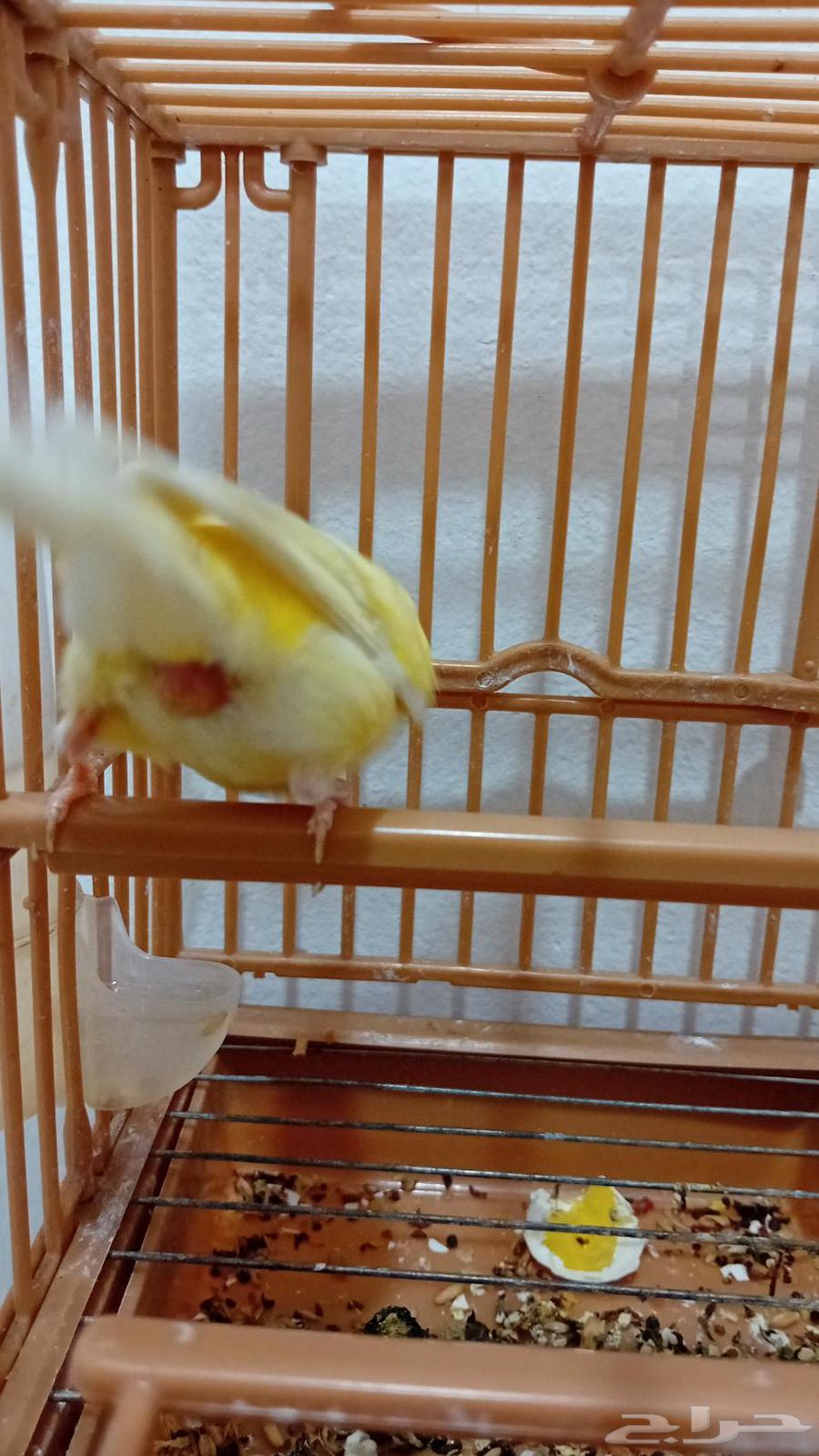 A productive female Syrian canary (sold)63372767290369112
