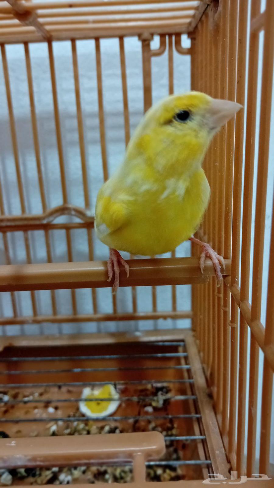 A productive female Syrian canary (sold)63372767290369114