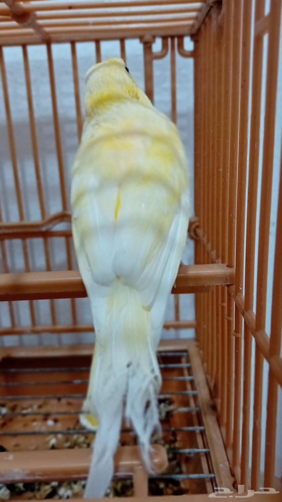 A productive female Syrian canary (sold)63372767290369113