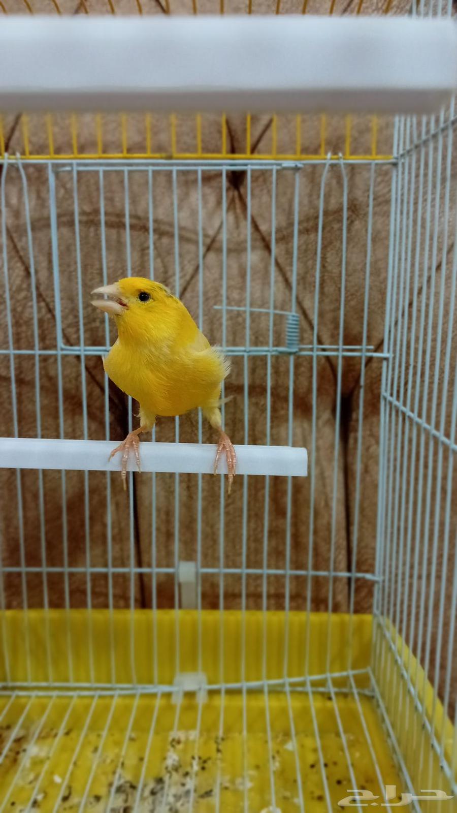 A Syrian canary mentioned singing fire and ready for production63374054847362112