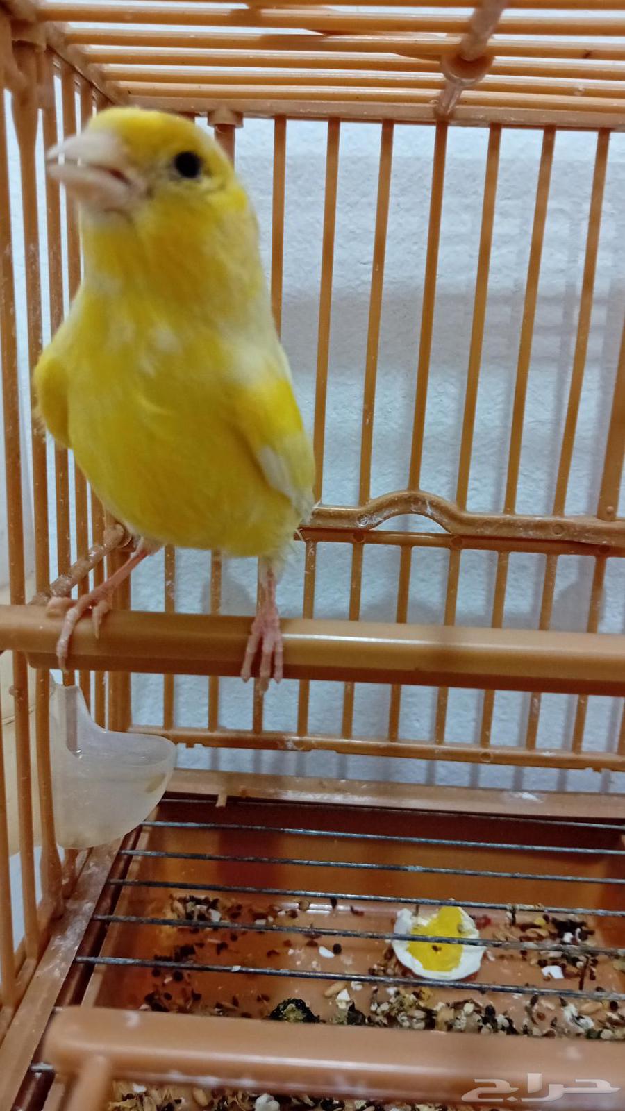 A productive female Syrian canary (sold)63372767290369117