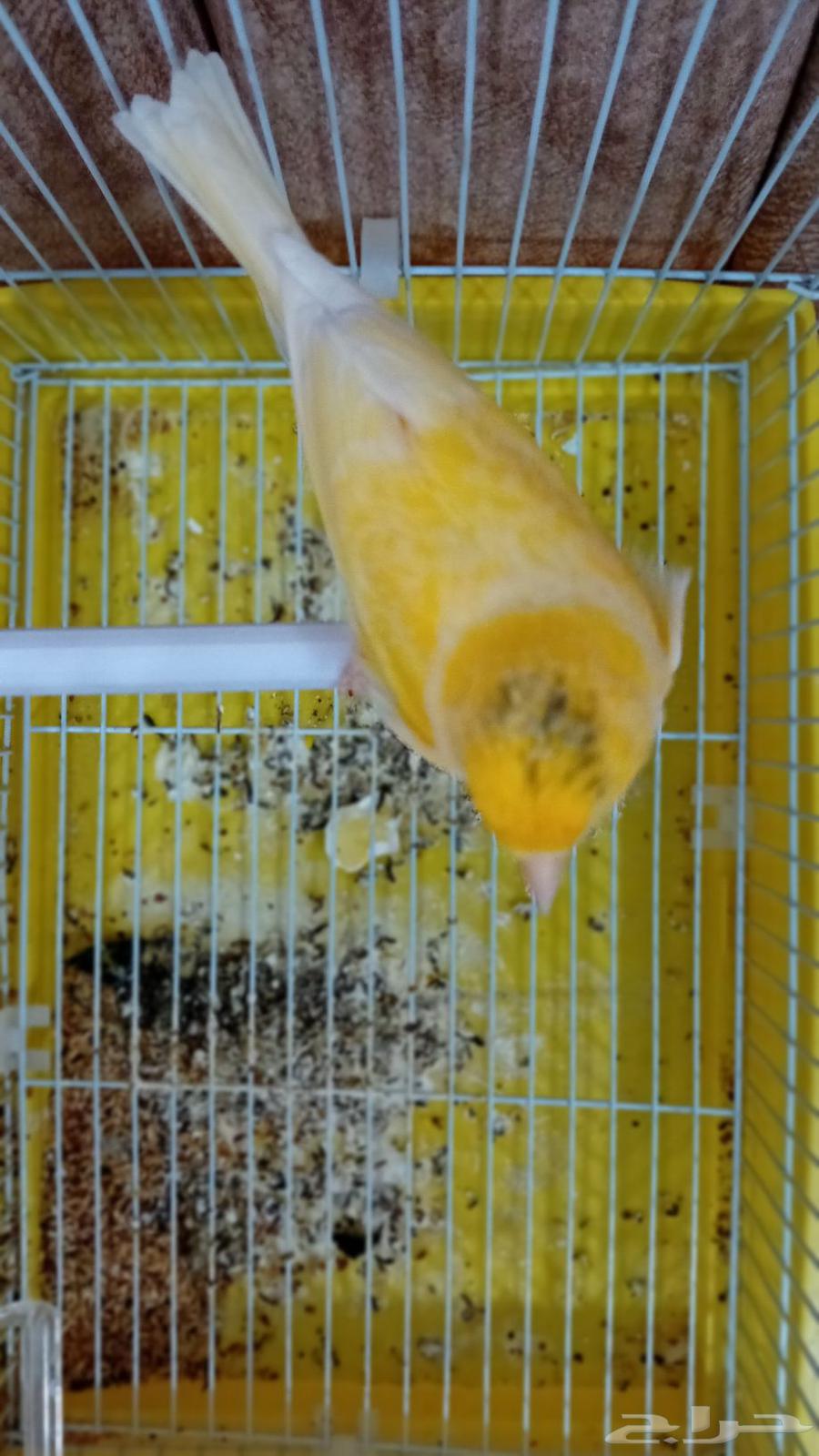A Syrian canary mentioned singing fire and ready for production63374054847362114