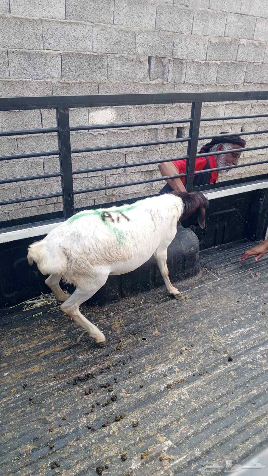 Pigs and goats raised equally633729863545611114
