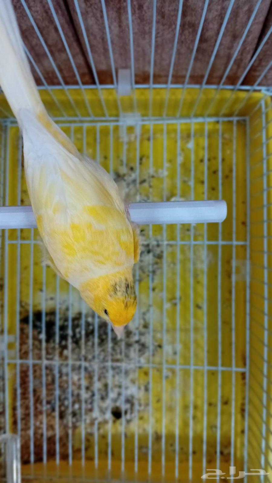 A Syrian canary mentioned singing fire and ready for production63374054847362111