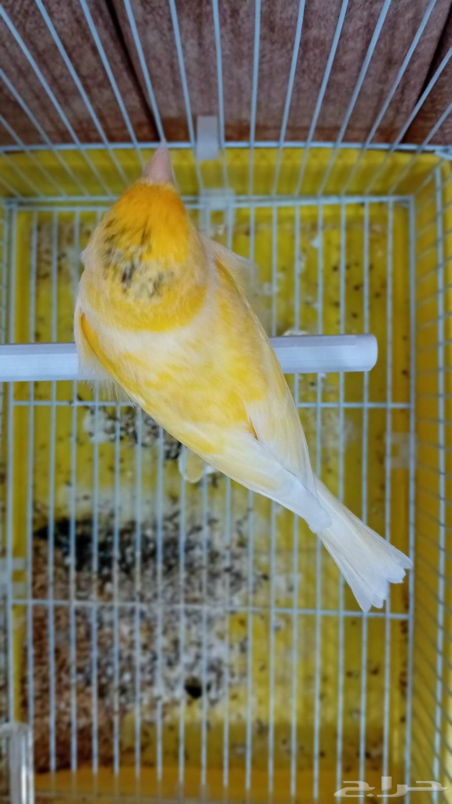 A Syrian canary mentioned singing fire and ready for production63374054847362114