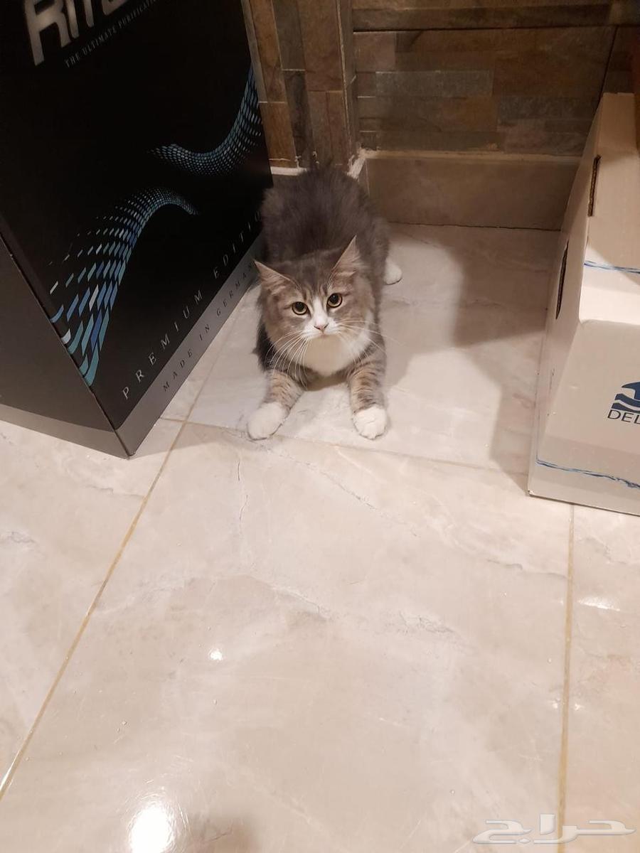 للبيع633741375712011115
