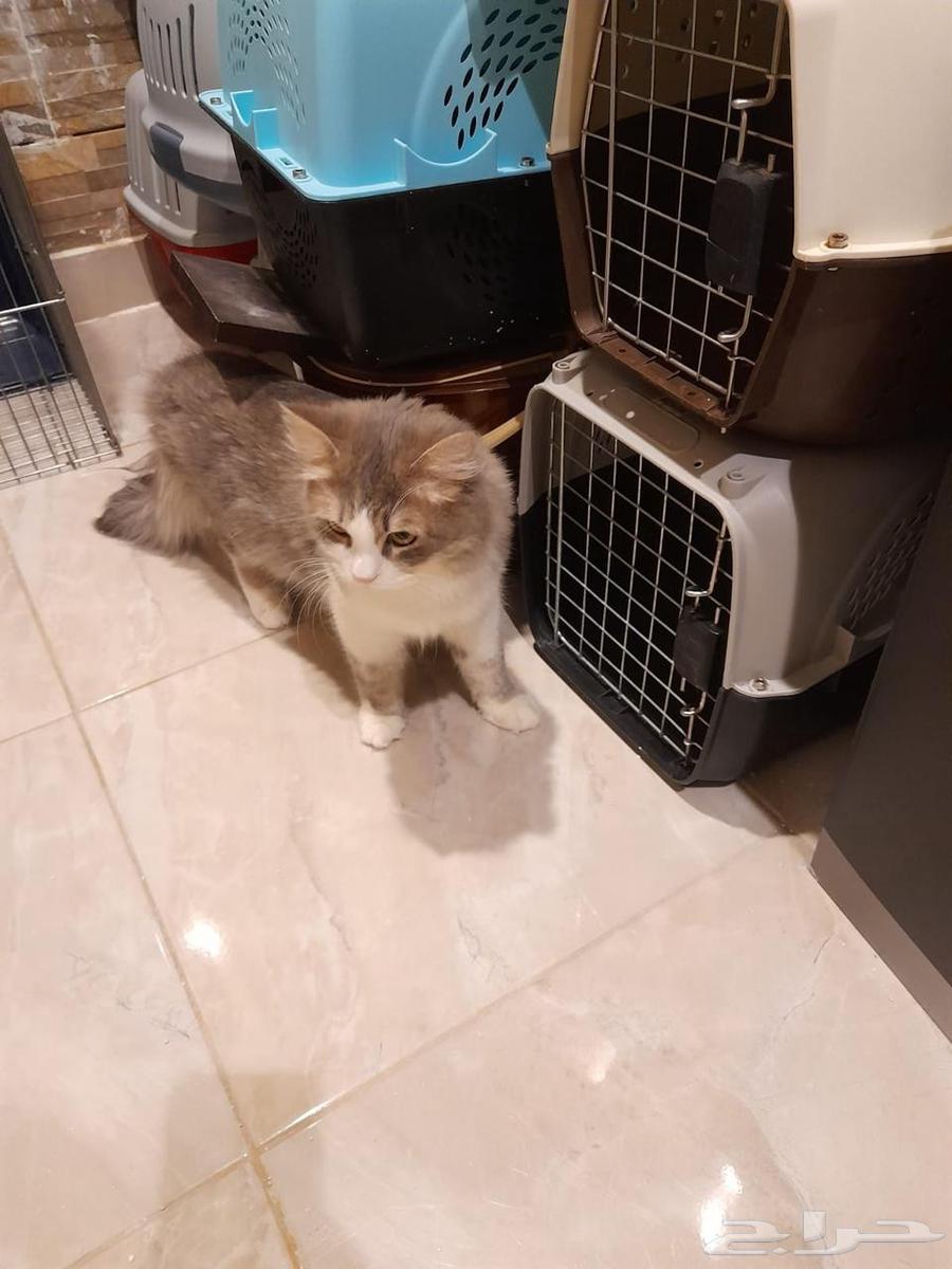 For sale63374137571201112