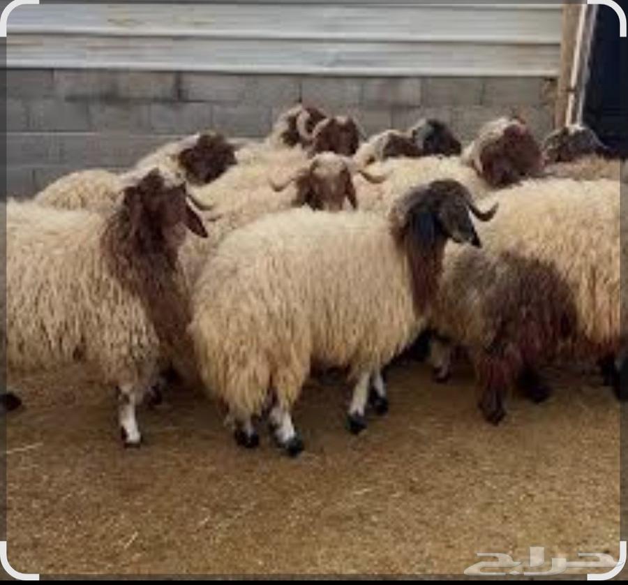 Your slaughtered animal has arrived at your home.63030553309826111