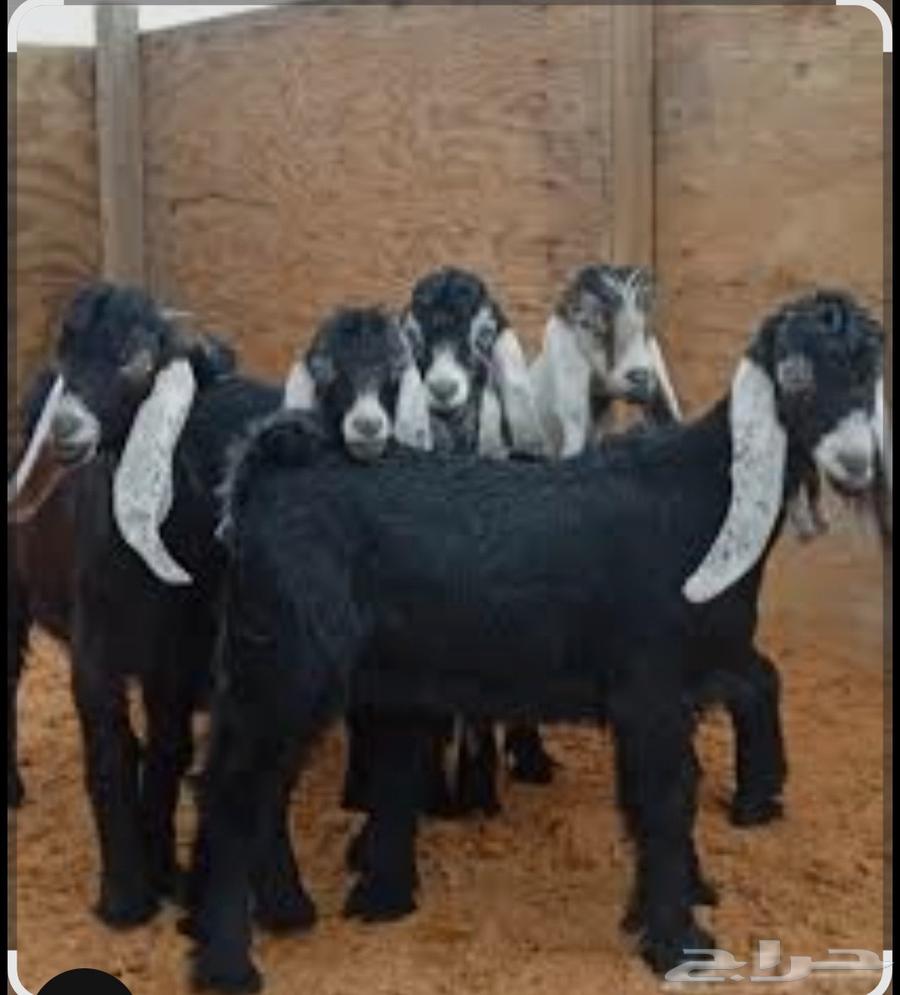 Your slaughtered animal has arrived at your home.63030553309826113
