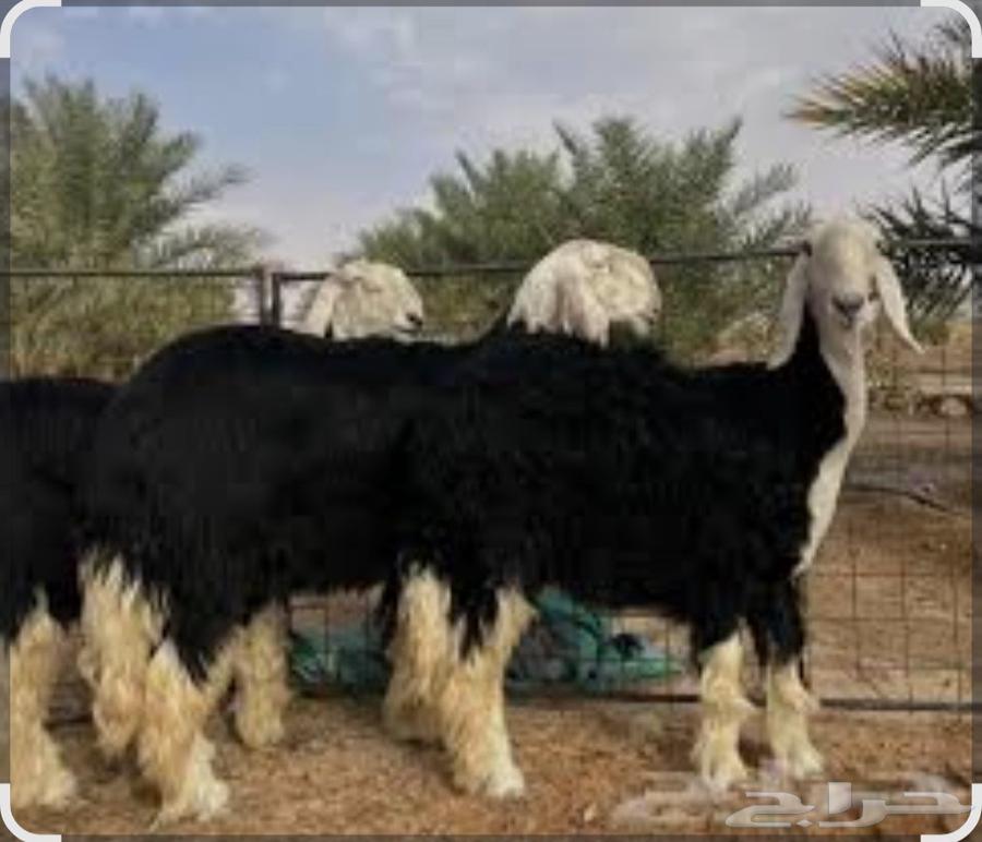 Your slaughtered animal has arrived at your home.63030553309826112